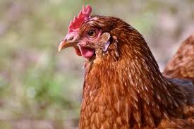 Its effects are most notable in domestic poultry due to their. Delaware Paying Attention To Virulent Newcastle Disease Outbreak Out West Delaware First Media