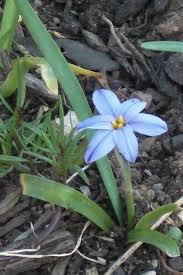 Knowing a little about different types of bulbs can help you understand how these plants grow —and how you should handle them at planting time. Ipheion Uniflorum Mexican Star Spring Starflower Starlikes North Carolina Extension Gardener Plant Toolbox