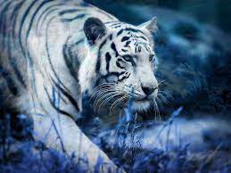 white tiger wallpaper hd 1080p
