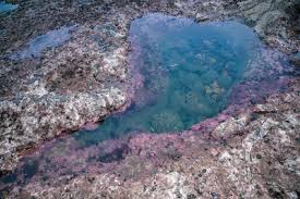 Duxbury Reef Tide Pools Bolinas Ca California Beaches