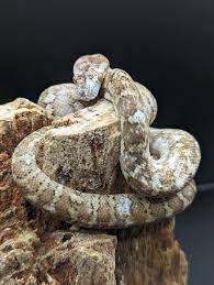 paradox carpet python traits morphpedia
