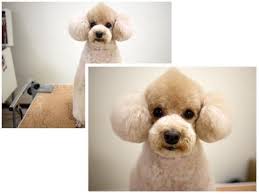 10 haircuts for poodles with styles