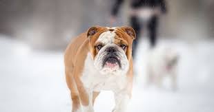 Cynthiamorgan los angelos, ca 90024. We Ll Tell You What To Look For When Buying A Bulldog Puppy English Bulldog Puppies Lilac Blu English Bulldog Puppies Bulldog Puppies For Sale English Bulldog