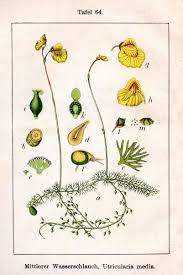 Utricularia intermedia - Wikipedia