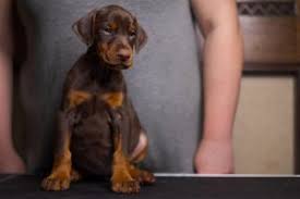 They are extensively handled from birth. Doberman Pinscher Puppies For Sale Doberman Pinscher Dogs For Adoption