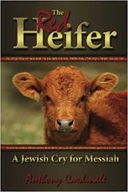 Image result for Jewish red heifer