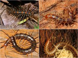 Centipede Wikipedia