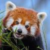 Red Panda - Himalayan region