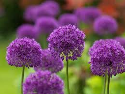 10 bellissimi annuali da giardino che fioriranno e delizieranno l'occhio per tutta l'estate sulle aiuole: Fiori Viola Nomi Significato Fiori Nomi Dei Fiori Viola