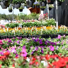 annuals the home depot
