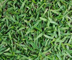 Lawn Types Australia 5 Popular Grasses And How To Choose