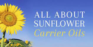 sunflower oil a rejuvenating oil