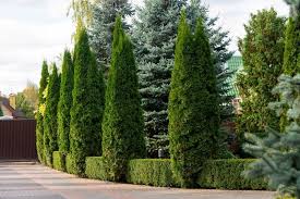 19 Arborvitae Landscaping Ideas How To