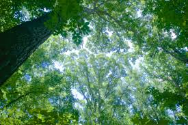 Maybe you would like to learn more about one of these? What Atlanta Decides On Tree Canopy Could Benefit People As Well As Urban Forest Saportareport