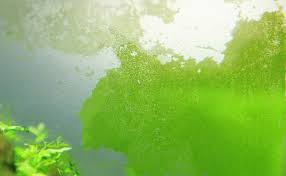 Green Dust Algae From Fish Tank Glass