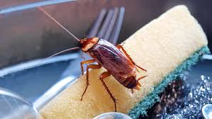 how to get rid of roaches quickly and