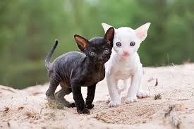 Find you best friend within the thousand breeds available on gumtree: Feline 101 The Cornish Rex Cornish Rex Cat Rex Cat Cornish Rex Kitten