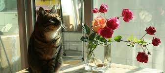 Like dogs, cats lack the enzymes needed to quickly break down theobromine, a toxic component of chocolate. Are Roses Poisonous To Cats Your Questions Answered Abc Blog