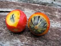 can-you-eat-the-fruit-of-a-fox-tail-palm