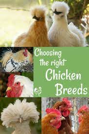 I have chickens because i by the time they hatched, i had decided to keep the chickens so i purchased a coop good enough. Backyard Chicken Breeds With Pictures