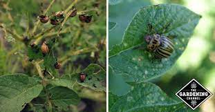 potato bugs how to prevent and control