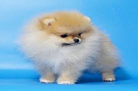 Teacup Pomeranian Dog 12 Things You Need To Know About The