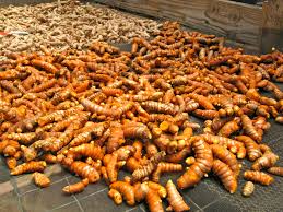 Image result for turmeric plant