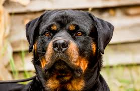 how to put weight on my rottweiler