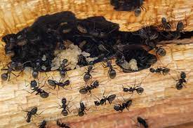 repérer et exterminer les fourmis