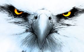 eagle wallpapers for mobile