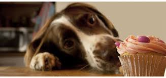 Best dining in dunedin, florida: 15 Dog Birthday Cake Cupcake Homemade Recipes Playbarkrun