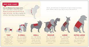 dog vests portfolio of stephen barros