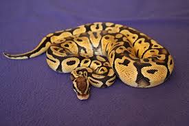getting started with your royal ball python