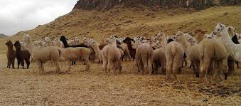 alpaca wool blankets