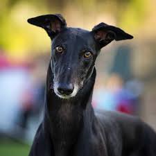 The greyhound is a breed of dog, a sighthound which has been bred for coursing game and greyhound racing.it is also referred to as an english greyhound. The Greyhound Get To Know The Ferraris Of The Canine World K9 Web