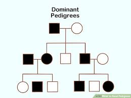 3 Ways To Read Pedigrees Wikihow