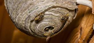 where-do-wasps-go-in-the-winter
