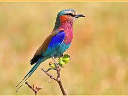 hd colorful bird perching wallpapers