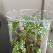 Terrarium Lid Ideas For Closed