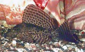 Leopard Pleco Pterygoplichthys Gibbiceps Sailfin Pleco