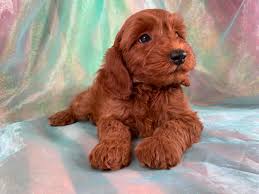 Adopt your mini goldendoodle puppy today! Miniature Goldendoodle Puppies For Sale Breeder In Iowa
