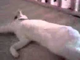 cat drags herself across carpet you