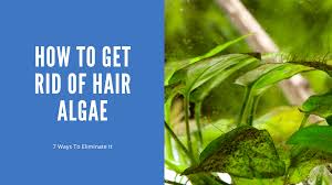 how to get rid of hair algae 7 ways