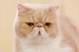 It is also the right time for your cat to become comfortable with nail trims, tooth and coat brushing, carrier training, and transportation. Exotic Shorthair Breed Information And Photos Thriftyfun