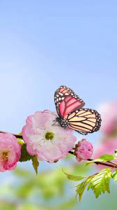 Spring Butterfly Wallpaper Full Hd ...