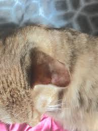 Also known as an aural hematoma, an ear hematoma is a collection of blood which has formed due to the rupture of a blood vessel within the pinna (ear flap). Small Aural Hematoma Thecatsite