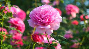 27 stunning pink rose varieties for