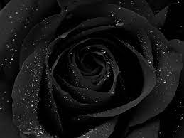 Black Rose Hintergrundbilder Black ...