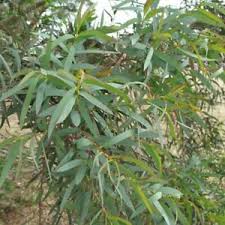 Great savings free delivery / collection on many items. Eucalyptus Eucalyptus Plant Plug Trees For Sale Ebay