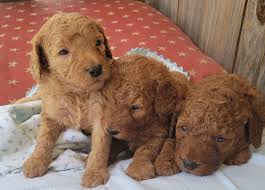 mini goldendoodle puppies available in